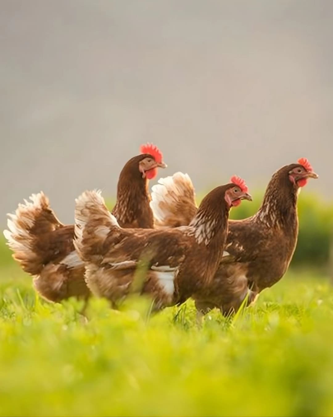 Animal Health Division — LahoreBay poultry and veterinary solutions